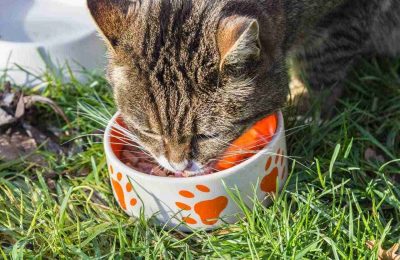 What to Feed a Cat With a Sensitive Stomach?